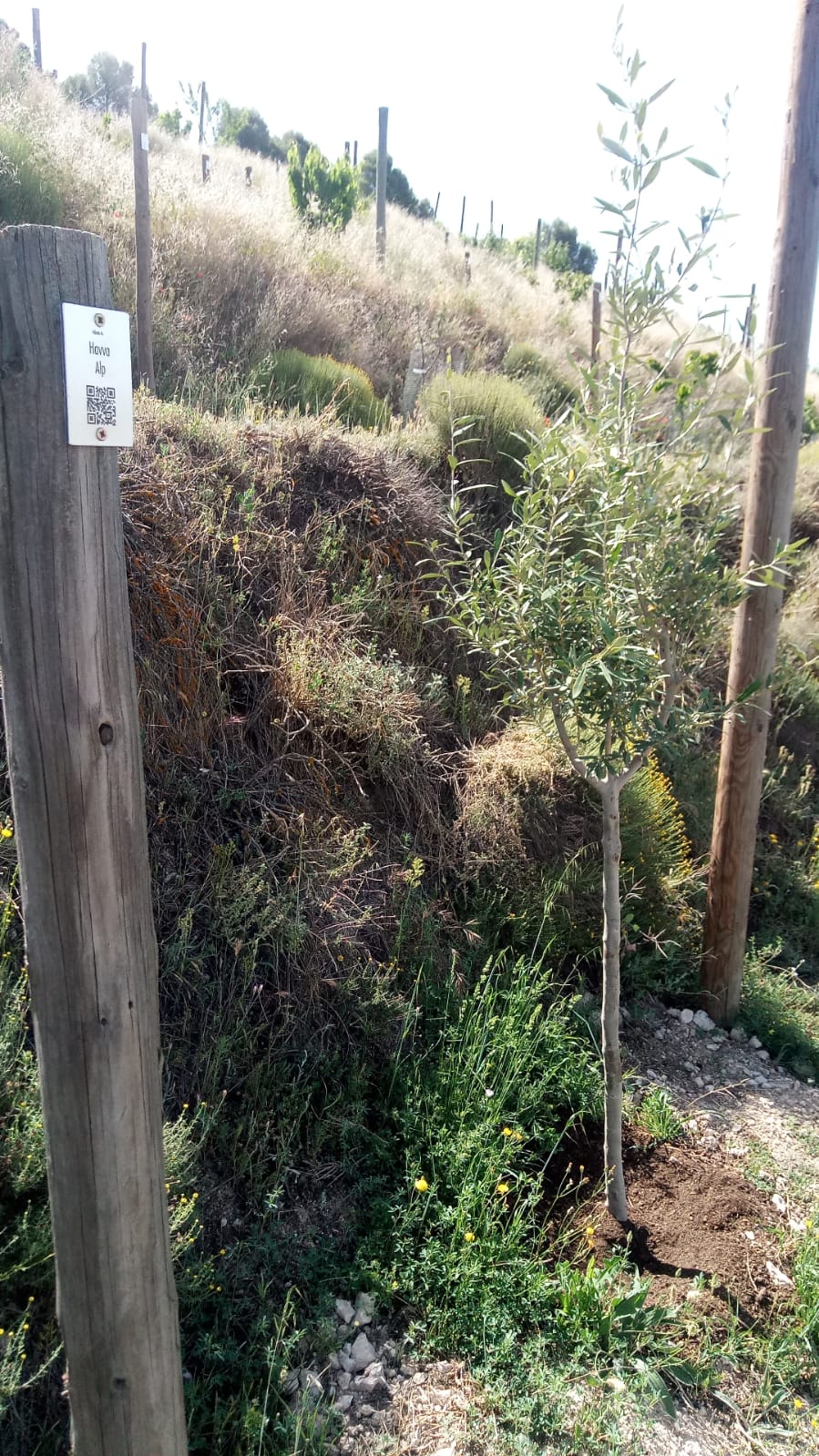 Havva için Zeytin Ağacı – Pago de Carraovejas