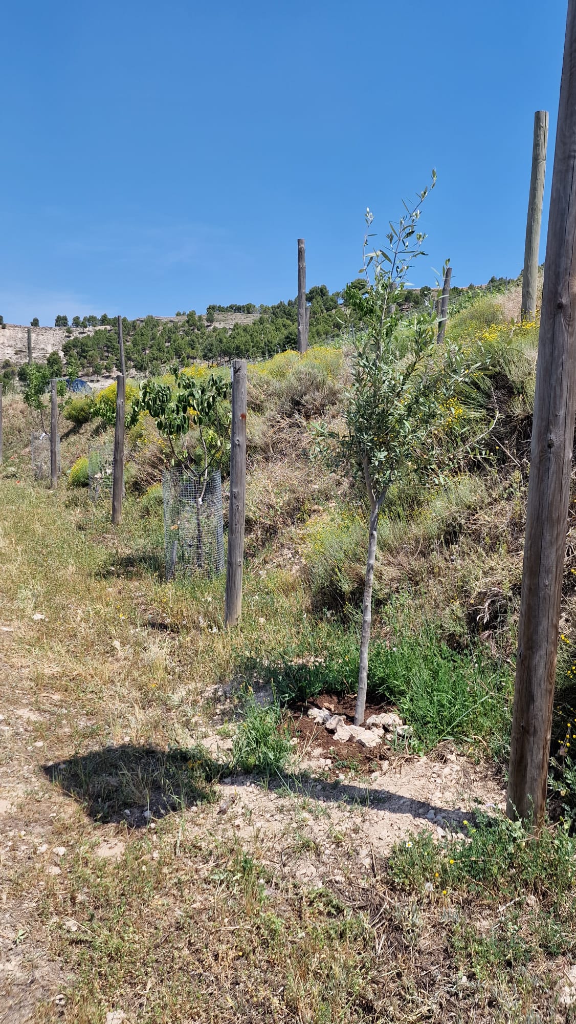 Havva için Zeytin Ağacı – Pago de Carraovejas