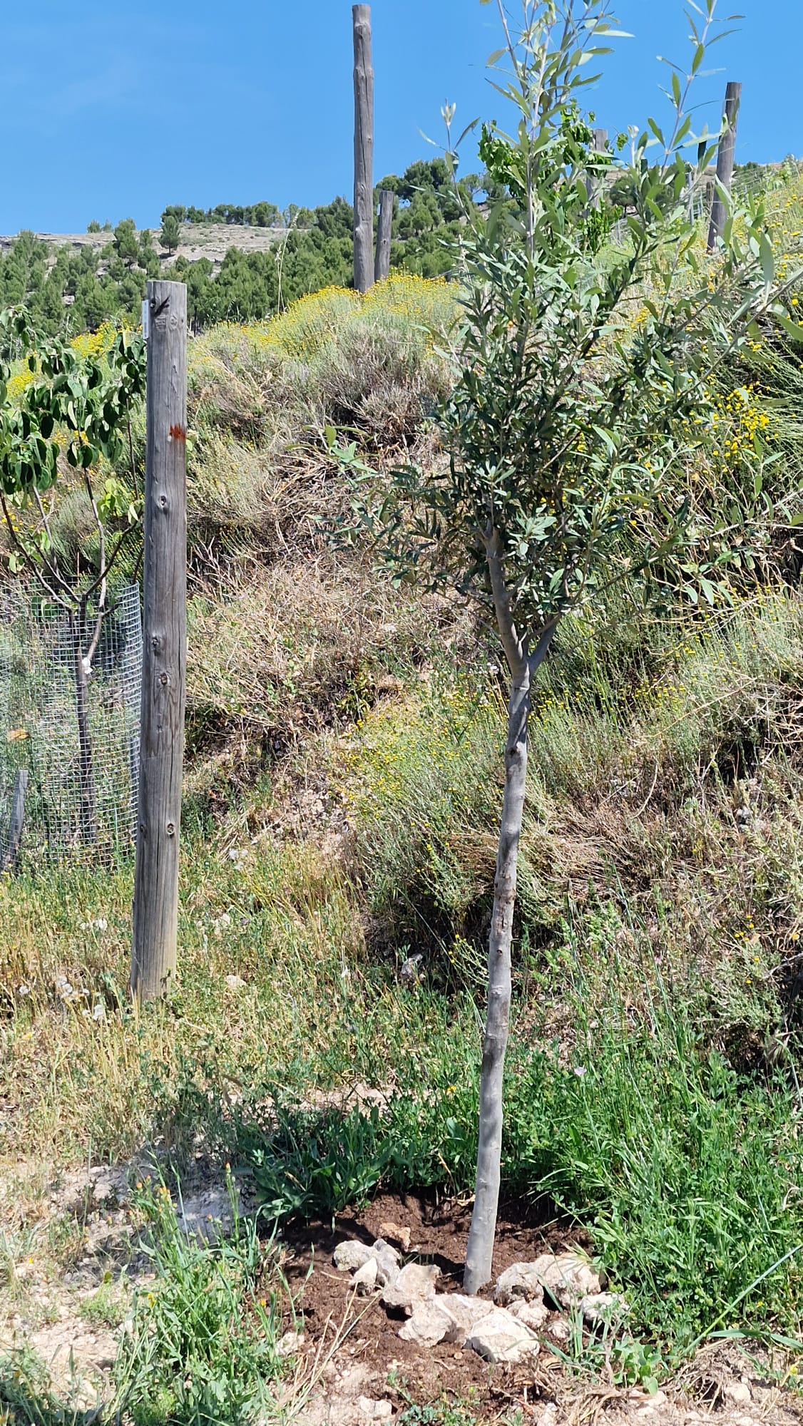 Havva için Zeytin Ağacı – Pago de Carraovejas