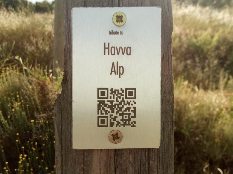 Havva için Zeytin Ağacı